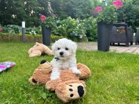 Scoby vel Theo - 8 tygodni